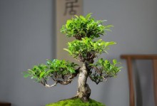 以榕树盆景的跟怎么回事（探索榕树盆景的根部特征及其养护要点）