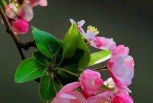 养海棠的风水禁忌（了解这些，让家里养海棠更加吉祥）