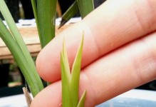 一叶兰的新芽发育过程（探索一叶兰新芽的孕育之路）