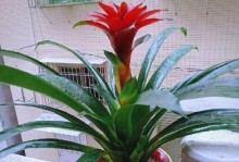 鸿运当头（如何延长植物开花期，让鸿运继续绽放）
