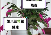 蟹爪兰栽培指南（从选购到养护，打造健康美丽的蟹爪兰）
