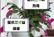 蟹爪兰栽培指南（从选购到养护，打造健康美丽的蟹爪兰）