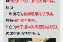玫瑰花的叶子形状（探究玫瑰花叶子形状的奥秘）