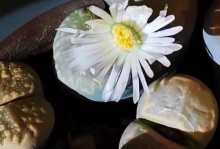 生石花种植养护指南（从种植到养护，打造美丽花坛）