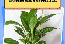 金钻怎样浇水才能茁壮成长？（了解金钻的水分需求，科学浇水才能让其生机盎然）