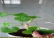 冬季天竺葵修剪指南（打造健康美丽的冬季天竺葵花园）