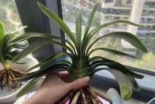 君子兰底肥的选择与施用方法（打造健康君子兰，科学施用底肥是关键）