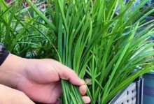 阳台上的春天之韭菜种植指南（打造自己的小菜园，轻松种植美味韭菜）
