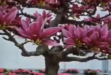 如何养护特玉兰，让其绽放盛世之美（特玉兰养护技巧及关键要素）