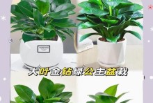 绿色植物金钻的种植技巧（培养金钻的关键要素及注意事项）