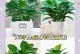绿色植物金钻的种植技巧（培养金钻的关键要素及注意事项）