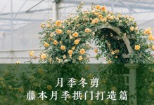 如何正确修剪滕月季？（滕月季修剪技巧及注意事项）