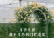 如何正确修剪滕月季？（滕月季修剪技巧及注意事项）
