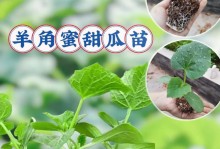 甜瓜种植技巧：选择适宜的时间和方法