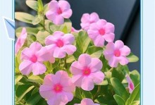 四季花之水的重要性（长春花的浇水时间和方法详解）