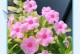 四季花之水的重要性（长春花的浇水时间和方法详解）