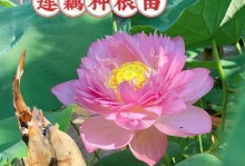 家养荷花之种植技巧（如何让荷花长出强壮的根系）