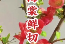 铁海棠花室内养护技巧（适合室内环境的美丽铁海棠花）