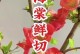 铁海棠花室内养护技巧（适合室内环境的美丽铁海棠花）