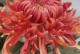 漫谈菊花色彩（菊花之色，绚烂多彩）