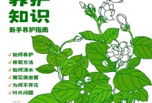 如何养护以生根的茉莉
