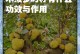 探究菠萝核的种植方法（从菠萝核到美味菠萝的种植全过程）