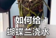 月季开花期的科学浇水技巧（让月季绽放绚烂花海的关键是科学浇水）