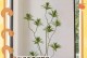 竹芋叶子发黄的原因及治疗方法（探究竹芋叶子发黄的成因，以及有效的治疗方法）