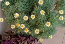 玛格丽特花的养护指南（打造绚丽多彩的花期，让玛格丽特花充满生机）