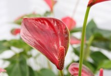 如何种植红掌种子（从选种到养护，一步步教你种出美丽的红掌）