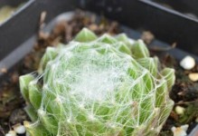 以珠丝卷绢的养护之道（提升织物品质，延长服饰寿命）