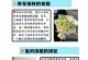 以木百合切花怎么养（室内养护技巧和关键注意事项）