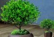 室内盆栽植物，打造净化空气绿色家园（15种室内盆栽植物，让你的家空气清新又纯净）