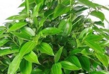 平安树叶片下垂的原因及应对措施（探究平安树叶片下垂的原因，以及如何有效修复受损的植物）