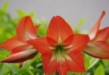 红花冬季养护指南（打造美丽花园的秘诀与技巧）