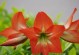 红花冬季养护指南（打造美丽花园的秘诀与技巧）