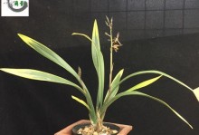 冬季兰花养护指南（了解冬季兰花的需求，打造舒适的生长环境）