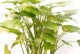 水培滴水观音的养殖方法与技巧（打造健康茶叶品质的秘密）