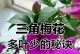 三角梅花期的管理技巧（打造绚丽的三角梅花海景，关键在于管理）