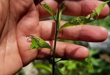 树叶为何发黑？（探究树叶发黑的原因及处理方法）