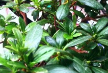 杜鹃花季如何管理（打造盛开绚丽的杜鹃花园）