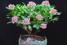 年后适合种什么花？（打造美丽花园，享受浪漫春天！）