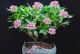 年后适合种什么花？（打造美丽花园，享受浪漫春天！）