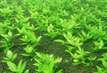 叉柱花养护全攻略！（种植方法和注意事项，让你轻松打造一片小清新的家园。）