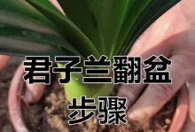 如何处理君子兰烂根问题（教你有效解决君子兰烂根的方法）