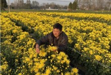 菊花采摘的最佳时间（掌握时机，品尝最美的秋菊）