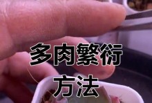 多肉植物繁殖的技巧与方法（打造独特多肉花园，从这里开始）