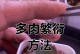 多肉植物繁殖的技巧与方法（打造独特多肉花园，从这里开始）