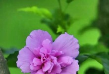 永恒的爱，花开不败（探寻代表永恒的爱的花语及传说）