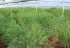 芦笋种植条件及适宜种植地区（土壤、气候、阳光和水分等条件要求及全球适宜种植地区分析）